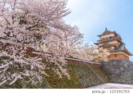 高島城　桜満開　桜吹雪【長野県諏訪市】 125391703