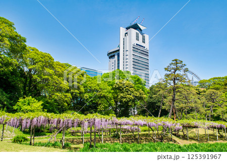 東京都　小石川後楽園　藤の花　国の特別史跡 125391967
