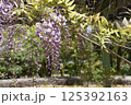満開になった藤の花 125392163