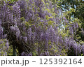 満開になった藤の花 125392164