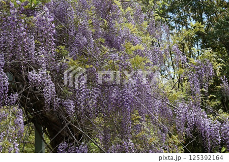満開になった藤の花 125392164
