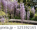 満開になった藤の花 125392165