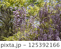 満開になった藤の花 125392166