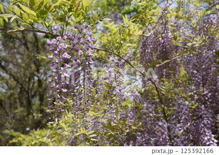 満開になった藤の花 125392166