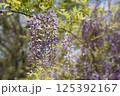 満開になった藤の花 125392167