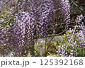 満開になった藤の花 125392168