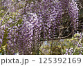 満開になった藤の花 125392169