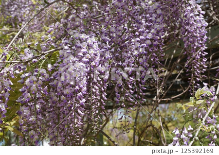 満開になった藤の花 満開になった藤の花 125392169