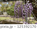 満開になった藤の花 125392170