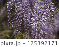 満開になった藤の花 125392171
