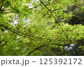 カエデの新緑 125392172