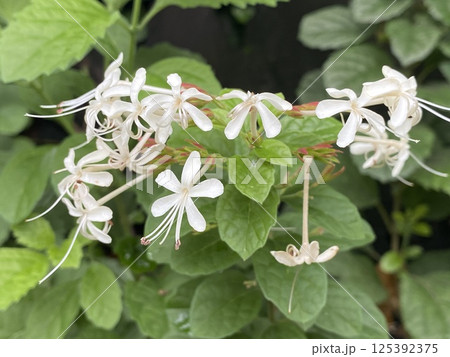 Clerodendrum trichotomum flowers are white with green leaves Clerodendrum trichotomum flowers are white with green leaves 125392375