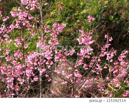 早春の日ざしを浴びたカンヒザクラの花々（吉野川上流の満開の寒緋桜） 125392514