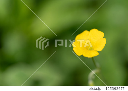 野に咲く黄色い花をマクロレンズで撮影 125392675