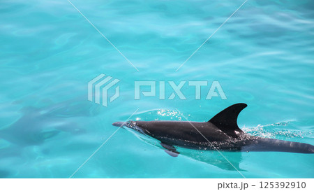 Dolphins in the sea 125392910