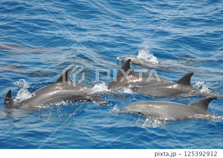 Dolphins in the sea 125392912