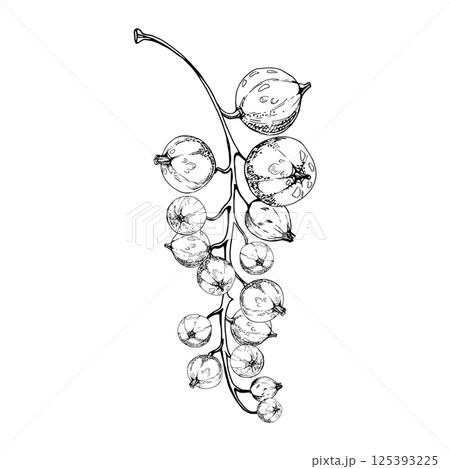 Currant gooseberry bunch cluster branch, ripe garden berry casseille jostaberry juneberry. Isolated botanical illustration, vector ink hand drawn. Craft grocery shop, scrapbooking decoupage, posters 125393225