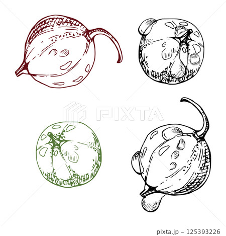 Currant gooseberry in water dew drops, vector ink hand drawn, garden berry huckleberry juneberry casseille jostaberry. Botanical isolated elements illustration. Restaurant, cafe menu, farmers market 125393226