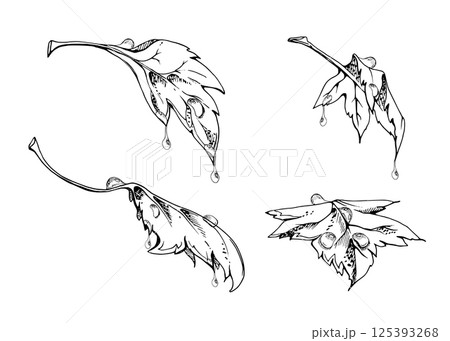 Green leaves in water dew drops. Bush tree foliage hand drawn in vector ink, Currant gooseberry maple sycamore avens. Isolated botanical illustration. Florist shop, herbal cosmetics, eco gardening 125393268