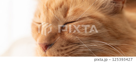 窓辺で眠る猫　茶トラ猫 125393427