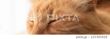 窓辺で眠る猫　茶トラ猫 125393428