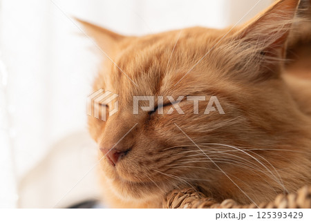 窓辺で眠る猫　茶トラ猫 125393429