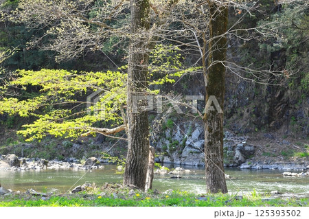 奥久慈の新緑と清流風景 125393502
