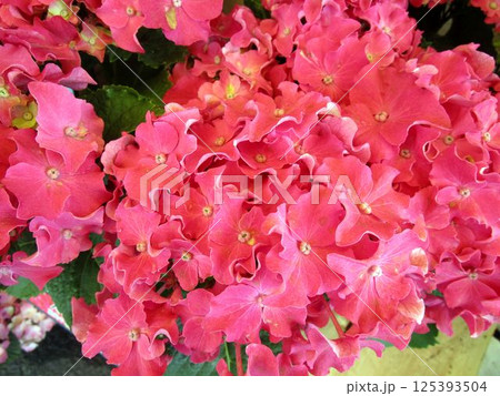 赤系のアジサイの花のアップ 赤系のアジサイの花のアップ 125393504