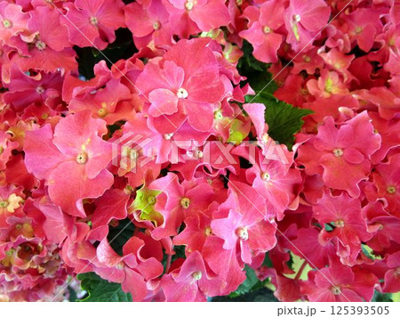 赤系のアジサイの花のアップ 赤系のアジサイの花のアップ 125393505