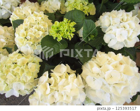 白いアジサイの花のアップ 白いアジサイの花のアップ 125393517