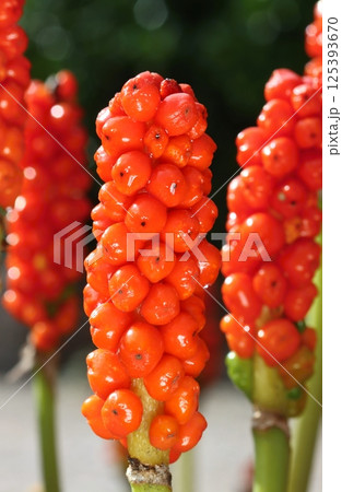 Detail of poisonous cuckoopint flower 125393670