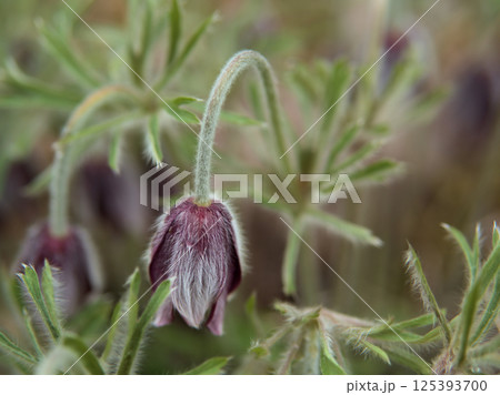 暖かい4月に咲いた可愛らしい「オキナグサ(翁草)」 暖かい4月に咲いた可愛らしい「オキナグサ(翁草)」 125393700