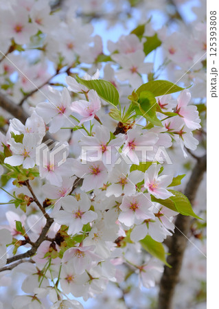 飛騨高山 桜 2025 飛騨高山 桜 2025 125393808