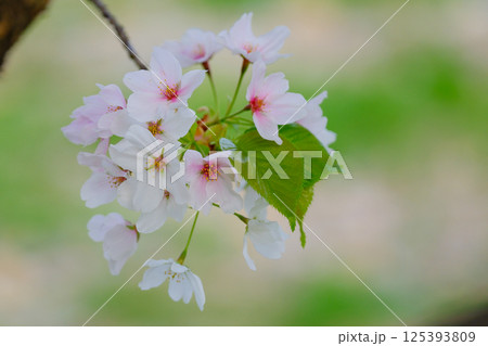飛騨高山 桜 2025 飛騨高山 桜 2025 125393809