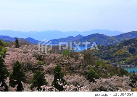 【愛媛県】桜咲く春の伯方島開山公園と伯方大島大橋(しまなみ海道) 【愛媛県】桜咲く春の伯方島開山公園と伯方大島大橋(しまなみ海道) 125394054