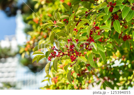 クロガネモチ くろがねもち 黒鉄黐 125394055
