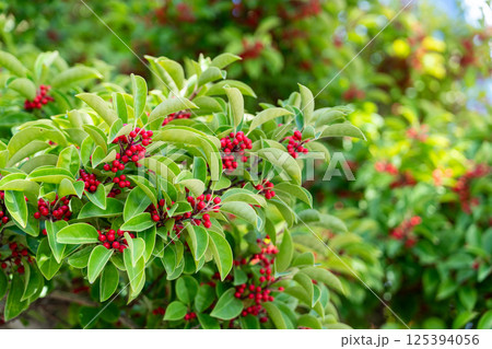 クロガネモチ くろがねもち 黒鉄黐 125394056