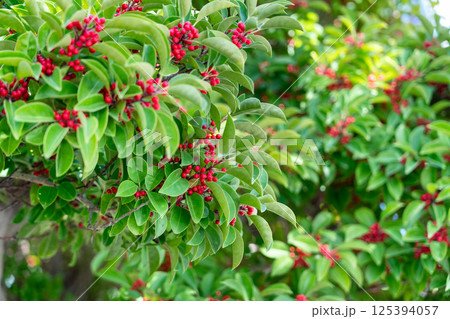 クロガネモチ くろがねもち 黒鉄黐 125394057