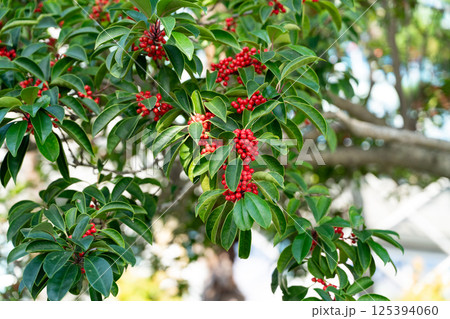 クロガネモチ くろがねもち 黒鉄黐 125394060