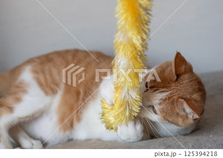 おもちゃで遊ぶ猫 茶トラ白 おもちゃで遊ぶ猫 茶トラ白 125394218