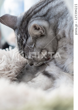 窓辺で眠る猫 サバトラ猫 窓辺で眠る猫 サバトラ猫 125394221