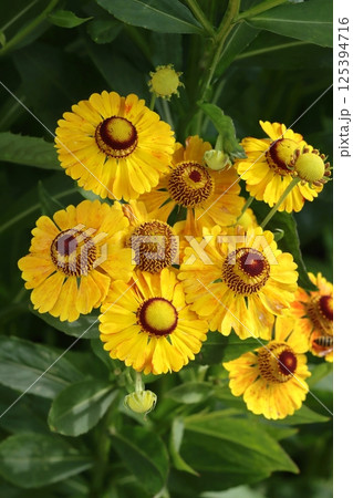 Beautiful closeup helenium flower in garden 125394716