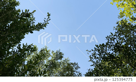 Green leaves with blue sky background Green leaves with blue sky background 125394775