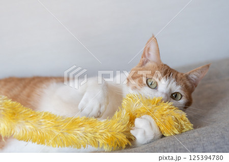 おもちゃで遊ぶ猫　茶トラ白 125394780