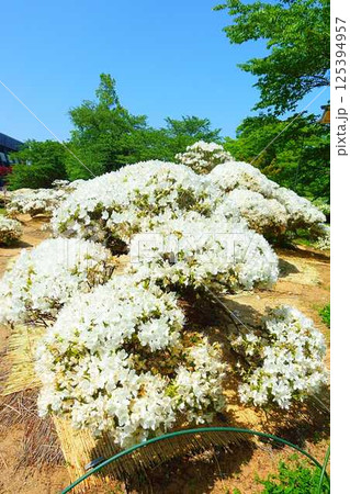 満開のつつじ　ツツジ　白つつじ公園　松ヶ池公園　長井市 125394957