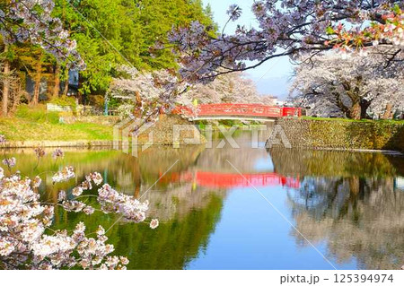満開の桜　花筏　松が岬公園　さくら　サクラ　ソメイヨシノ 125394974