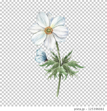 Anemone flower in white shade, with green leaves and beautiful blue butterfly. Watercolor botanical illustration, perfect for greeting cards, wedding invitations, branding, packaging and spring design 125396081