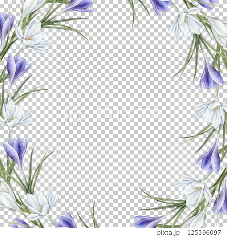 White and purple crocuses with green leaves. Botanical watercolor frame with flowers on the edges, suitable for spring designs, wedding invitations, greeting cards, branding, packaging. White and purple crocuses with green leaves. Botanical watercolor frame with flowers on the edges, suitable for spring designs, wedding invitations, greeting cards, branding, packaging. 125396097