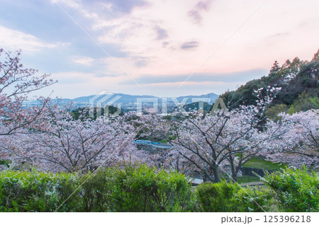 春の桜咲く、とよおか湖公園からみた風景 春の桜咲く、とよおか湖公園からみた風景 125396218