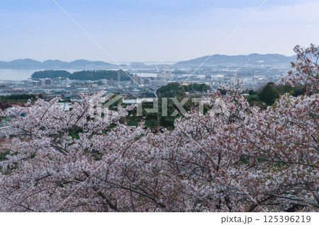 桜咲く、とよおか湖公園から望む、蒲郡市 桜咲く、とよおか湖公園から望む、蒲郡市 125396219